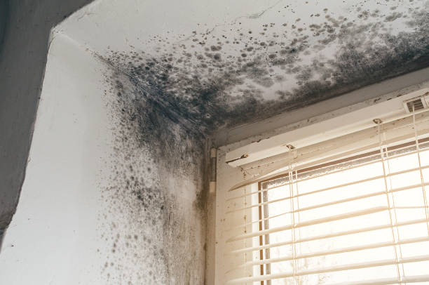 Affordable Attic Mold Remediation solutions in Decatur, TX